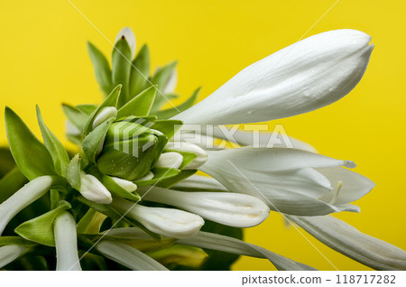 Blooming white hosta on a yellow background 118717282