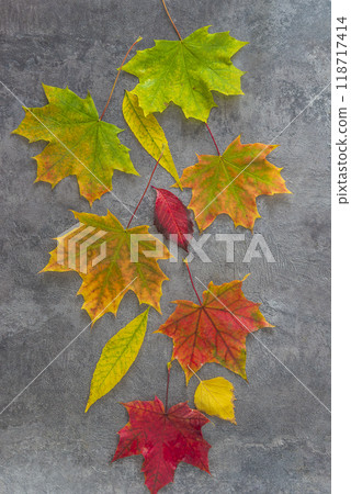 Beautiful multicolored autumn leaves on gray textured background 118717414