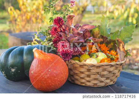Autumn harvesting: pumpkins, red chrysanthemums and apples in basket on wooden table in autumn garden 118717416