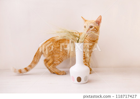 The red-haired kitten stands on the table and smells the ear of wheat in a vase The red-haired kitten stands on the table and smells the ear of wheat in a vase 118717427