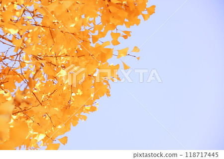 Yellow leaves of ginkgo trees against the blue sky (background material) Yellow leaves of ginkgo trees against the blue sky (background material) 118717445