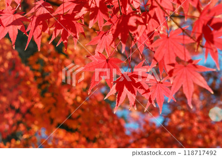 日本 美麗 楓葉 旅遊 背景 楓樹  Maple leaf メープルリーフ 紅葉 モミジ もみじ 118717492