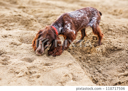 A young brown Russian springer spaniel digs in the wet sand A young brown Russian springer spaniel digs in the wet sand 118717506