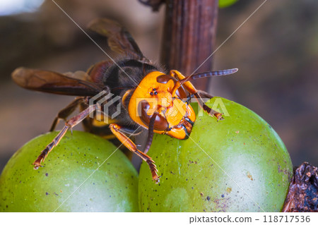 一隻黃蜂飛向葡萄 118717536