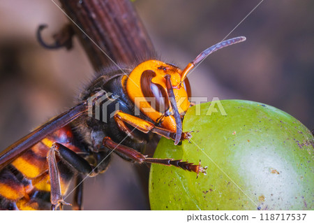 A wasp flies into the grapes A wasp flies into the grapes 118717537