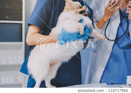 Closeup shot of veterinarian hands checking dog by stethoscope in vet clinic Closeup shot of veterinarian hands checking dog by stethoscope in vet clinic 118717968