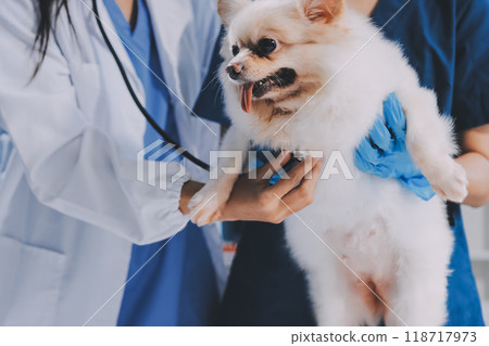 Closeup shot of veterinarian hands checking dog by stethoscope in vet clinic Closeup shot of veterinarian hands checking dog by stethoscope in vet clinic 118717973