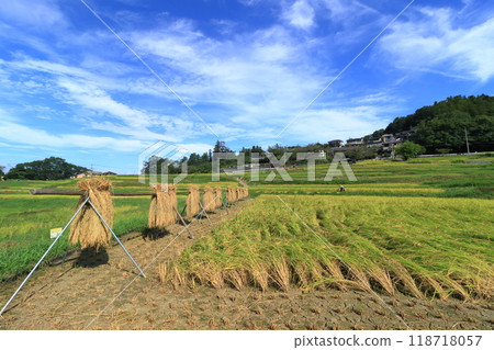 寺坂梯田的豐收景象。 118718057