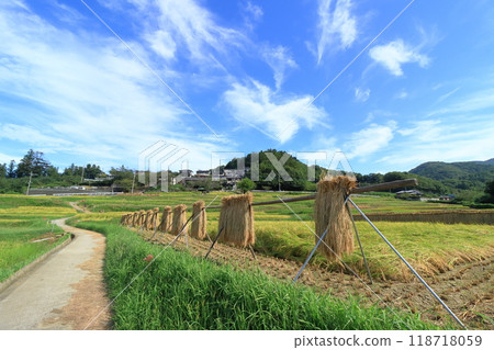 寺坂梯田的豐收景象。 寺坂梯田的豐收景象。 118718059