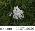 Close-Up of White Yarrow Flower in Green Meadow Setting 118718080