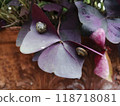Close-Up of Snail on Oxalis Leaf with Rich Purple Tones 118718081