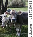 Cows Grazing Peacefully in a Scenic Pasture 118718082