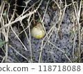 Close-Up of Snail on a Wall with Dry Twigs and Leaves 118718088