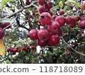 Close-Up of Ripe Red Apples on Tree Branches 118718089