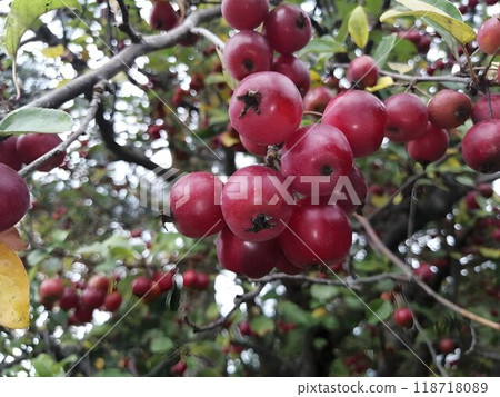 Close-Up of Ripe Red Apples on Tree Branches Close-Up of Ripe Red Apples on Tree Branches 118718089