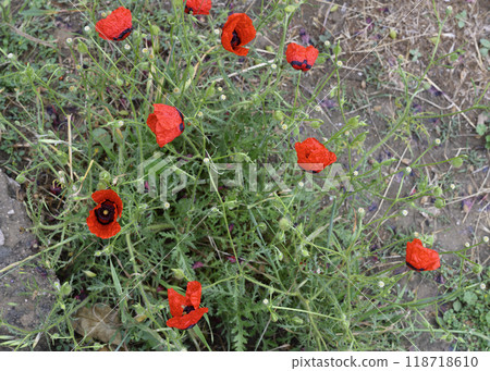 A close-up view of poppy flowers in the grass in a field in Uzbekistan A close-up view of poppy flowers in the grass in a field in Uzbekistan 118718610