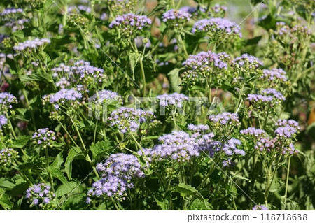 flower flower 118718638