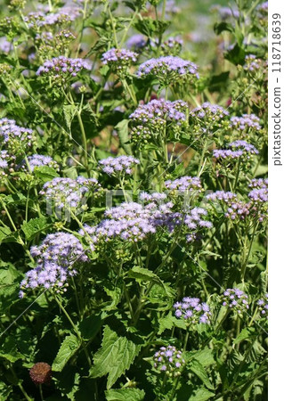 flower flower 118718639
