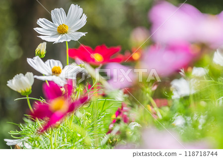 White cosmos White cosmos 118718744