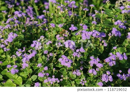 giant cuckoo thistle flower giant cuckoo thistle flower 118719032