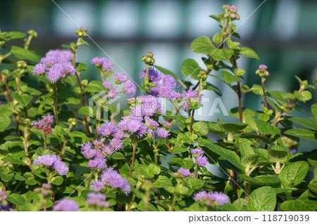 giant cuckoo thistle flower giant cuckoo thistle flower 118719039