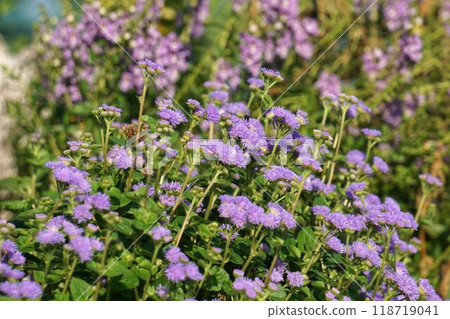 giant cuckoo thistle flower 118719041