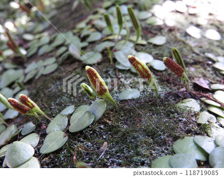 Spore leaves of the Japanese ivy growing on the surface of a tree 118719085