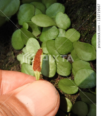 生長在樹表面的「豆爬藤」的孢子葉 118719087