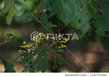 Young viburnum fruit Young viburnum fruit 118719188