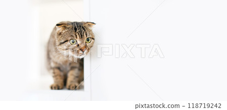 A Scottish lop-eared kitten sits on large white rack, looking out for something with predatory eyes A Scottish lop-eared kitten sits on large white rack, looking out for something with predatory eyes 118719242