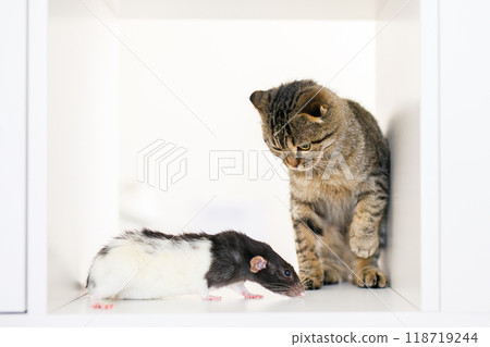 A Scottish lop-eared kitten sits on a large white rack with rat , looking out for something 118719244