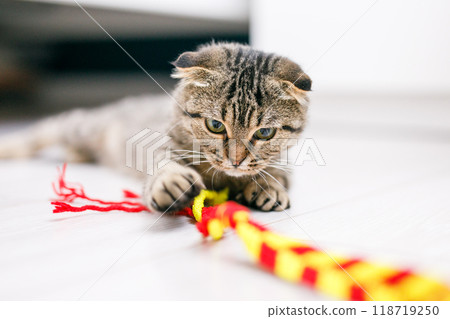 A Scottish lop-eared cat plays with ribbons on a light-colored wood floor 118719250