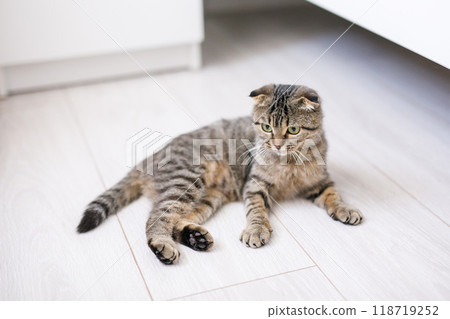 Scottish lop-eared cat with green eyes sitting on a light wooden floor 118719252