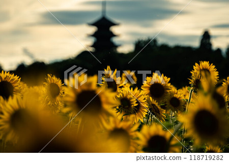 Sunflower scenery in Kokubunji, Okayama Prefecture 118719282