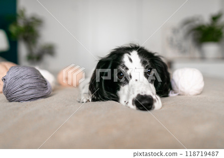 Cheerful Spaniel Puppy Discovers Woolen Balls Amidst Cozy Bedding Cheerful Spaniel Puppy Discovers Woolen Balls Amidst Cozy Bedding 118719487