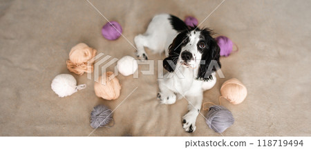 Playful Spaniel Puppy Engages with Colorful Woolen Balls on Bed 118719494