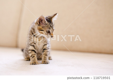 A little striped kitten sits on a cozy beige couch and stares with big eyes. Home comfort concept A little striped kitten sits on a cozy beige couch and stares with big eyes. Home comfort concept 118719501
