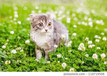 A lop-eared cat kitten walks outside in the green grass among the clovers 118719506