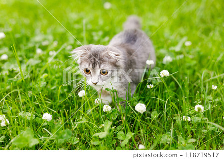 A lop-eared cat kitten walks outside in the green grass among the clovers A lop-eared cat kitten walks outside in the green grass among the clovers 118719517