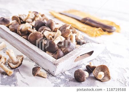 Mushrooms Tricholoma, edible mushroom in the autumn forest. Mushrooms Tricholoma, edible mushroom in the autumn forest. 118719588