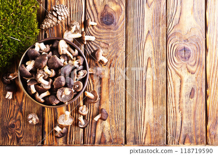 Mushrooms Tricholoma, edible mushroom in the autumn forest. 118719590