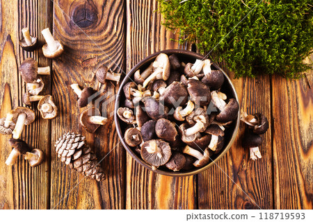 Mushrooms Tricholoma, edible mushroom in the autumn forest. Mushrooms Tricholoma, edible mushroom in the autumn forest. 118719593
