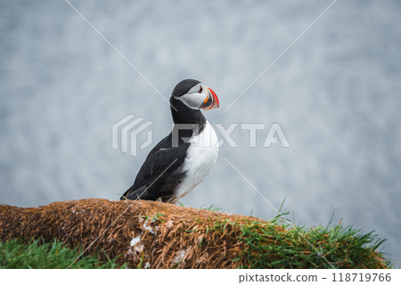 A puffin with black and white plumage and colorful beak stands on a grassy cliff edge with the ocean in the background, showcasing Iceland's natural beauty. A puffin with black and white plumage and colorful beak stands on a grassy cliff edge with the ocean in the background, showcasing Iceland's natural beauty. 118719766