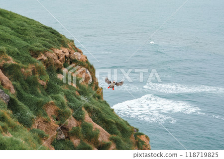 A puffin with black and white plumage and bright orange beak and feet flies near a steep, grassy cliff with exposed rock and gentle ocean waves in Iceland. A puffin with black and white plumage and bright orange beak and feet flies near a steep, grassy cliff with exposed rock and gentle ocean waves in Iceland. 118719825