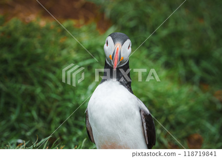 A detailed close-up of an Atlantic puffin standing on grass, showcasing its distinctive black and white plumage and vibrant beak. Captured in Iceland. A detailed close-up of an Atlantic puffin standing on grass, showcasing its distinctive black and white plumage and vibrant beak. Captured in Iceland. 118719841
