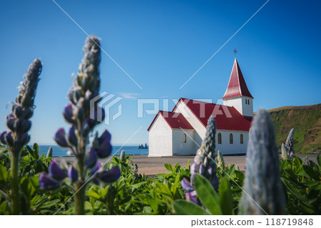 The iconic white church with a red roof in Vik, Iceland, set against a clear blue sky and ocean, with vibrant lupine flowers in the foreground. The iconic white church with a red roof in Vik, Iceland, set against a clear blue sky and ocean, with vibrant lupine flowers in the foreground. 118719848