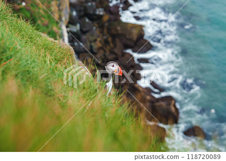 A vibrant puffin with a colorful beak sits on a grassy cliff, contrasting with the dark rocks and blue-green ocean below. Captured in Iceland's rugged coastal landscape. A vibrant puffin with a colorful beak sits on a grassy cliff, contrasting with the dark rocks and blue-green ocean below. Captured in Iceland's rugged coastal landscape. 118720089