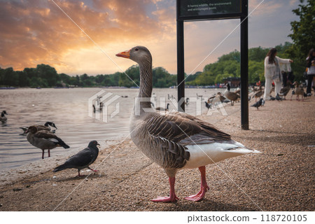 A tranquil park in London, UK, featuring a prominent goose on a pathway near a lake. People interact with birds as a beautiful sunset casts a warm glow over the landscape. 118720105