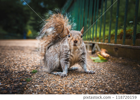Detailed image of a grey squirrel standing on a gravel path next to a green metal fence in a London park. The background is blurred, highlighting the squirrel. Detailed image of a grey squirrel standing on a gravel path next to a green metal fence in a London park. The background is blurred, highlighting the squirrel. 118720159