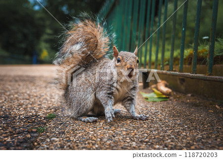 A detailed close-up of a grey squirrel standing on a gravel path next to a green metal fence in a London park. The squirrel's bushy tail and curious expression are captured. A detailed close-up of a grey squirrel standing on a gravel path next to a green metal fence in a London park. The squirrel's bushy tail and curious expression are captured. 118720203